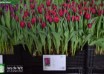 Tulipa World Bowl ® (1)
